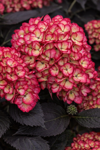 Гортензия широколистная Эклипс / Гортензия Эклипс|Hydrangea macrophylla Eclipse / Hydrangea Eclipse|Гортензія широколиста Екліпс / Гортензія Екліпс 